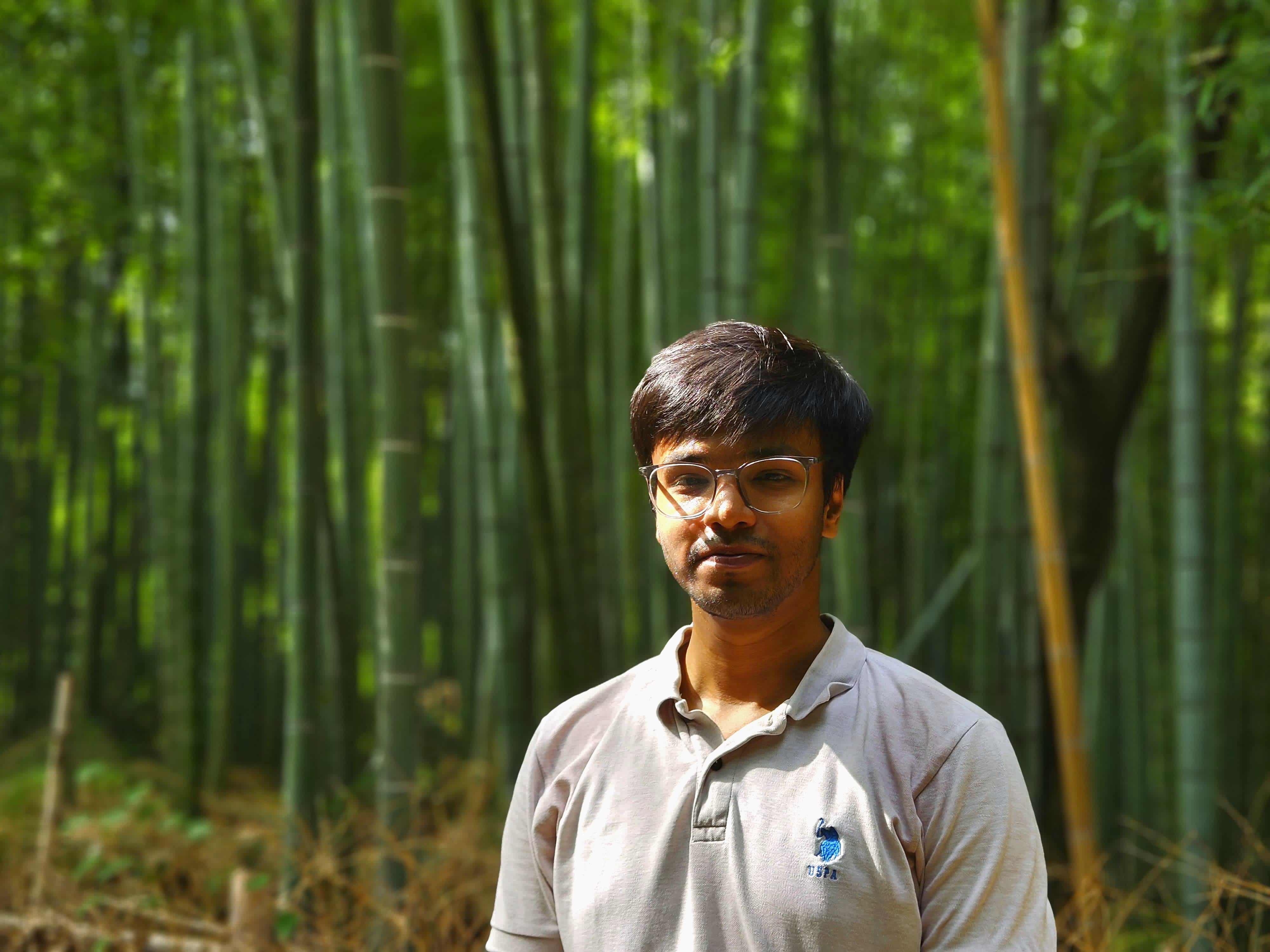 Bamboo forest Japan